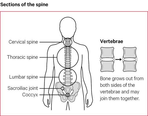 脊柱的部分由宫颈，胸腔，腰椎，s骨关节和cocyx组成。