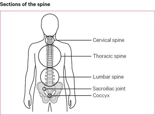 脊柱的部分由宫颈，胸腔，腰椎，s骨关节和cocyx组成。