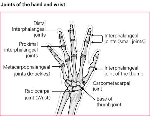 手和腕部的结构和主要关节。