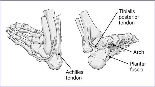 主要结构的脚脚痛的影响,包括跟腱,胫后肌腱,拱门,足底筋膜。